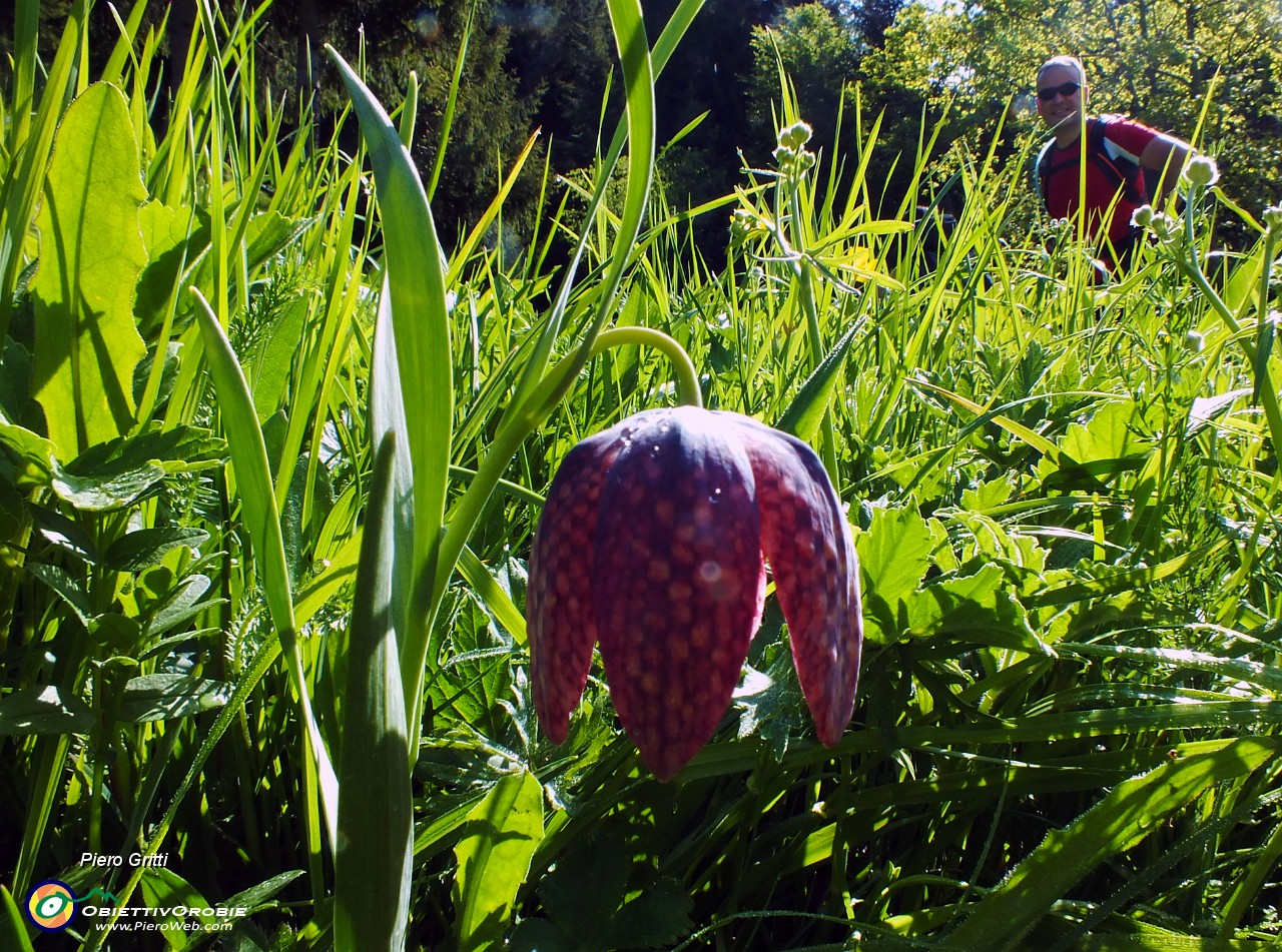 10 Fiore di fritillaria.JPG